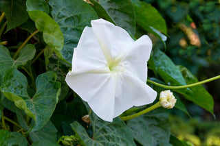 Ipomoea alba <br>MOONFLOWER MOON VINE, WHITE MORNING GLORY