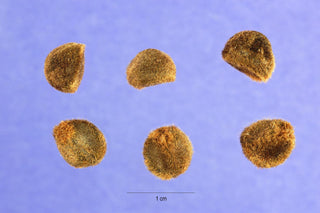 Ipomoea pes-caprae <br>BEACH MORNING GLORY, BAY HOPS, GOAT'S FOOT