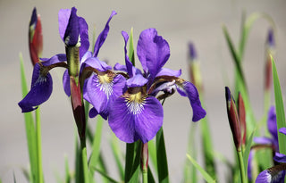 Iris siberica <br>SIBERIAN IRIS <br>Organic