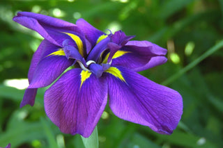 Iris ensata <br>JAPANESE IRIS, WATER IRIS