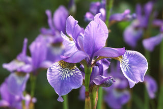 Iris siberica <br>SIBERIAN IRIS ROSE