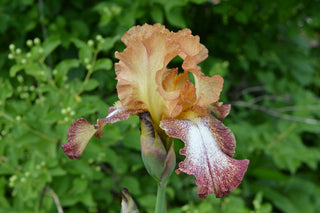 GERMAN IRIS, BEARDED IRIS <br>Iris germanica