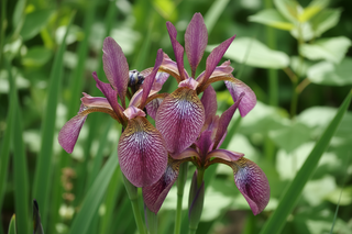 Iris versicolor <br>HARLEQUIN RED-PURPLE FLAG IRIS