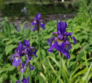 Iris siberica <br>SIBERIAN IRIS <br>Organic