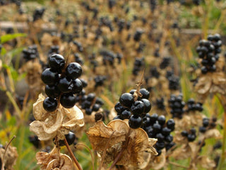 Belamcanda chinensis <br>BLACKBERRY LILY, LEOPARD FLOWER
