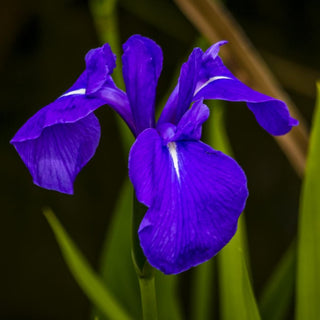 Iris laevigata colchesterensis <br>IRIS