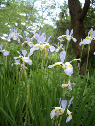 Iris siberica <br>SIBERIAN IRIS 'NEW HYBRIDS'