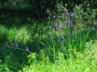 Iris siberica <br>SIBERIAN IRIS <br>Organic