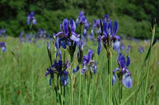 Iris siberica <br>SIBERIAN IRIS 'NEW HYBRIDS'