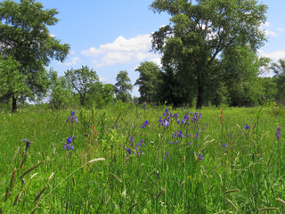 Iris siberica <br>SIBERIAN IRIS <br>Organic