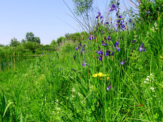 Iris siberica <br>SIBERIAN IRIS