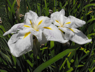 Iris ensata <br>JAPANESE IRIS, WATER IRIS