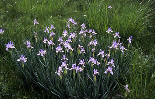 Iris missouriensis <br>ROCKY MOUNTAIN IRIS