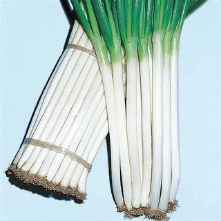 Allium cepa <br>ONION TALL WHITE BUNCHING