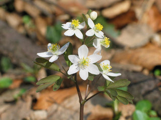 Isopyrum thalictroides <br>FALSE BLUE ANEMONE