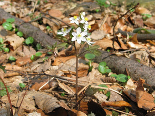 Isopyrum thalictroides <br>FALSE BLUE ANEMONE