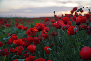 Papaver rhoeas <br>FLANDERS POPPY, CORN POPPY