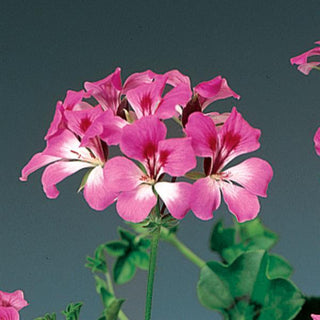 Pelargonium peltatum <br>IVY TRAILING GERANIUM BICOLOR DUET