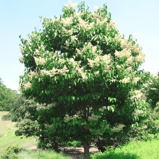 Syringa reticulata <br>JAPANESE TREE LILAC