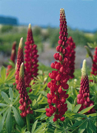 Lupinus polyphyllus <br>RED LUPIN RUSSEL THE PAGES