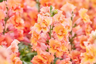 Antirrhinum <br>SNAPDRAGON BRONZE SHADES