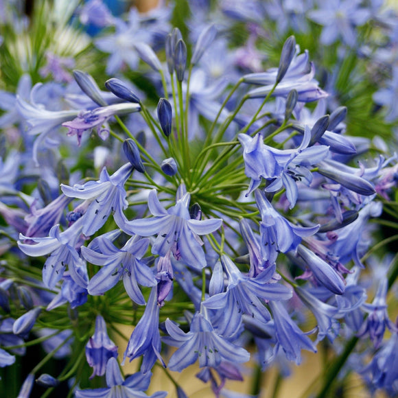 VARIEGATED LILY Of THE NILE Agapanthus