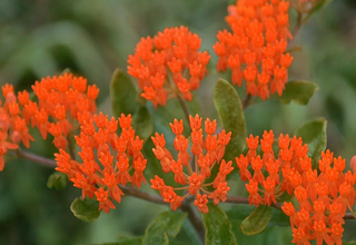 MILKWEED SILKY RED <br>Asclepias curassavica