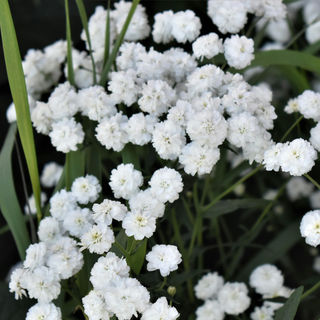 Achillea ptarmica DOUBLE POMPON YARROW