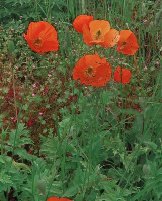 WELSH RED POPPY <br>Meconopsis cambrica