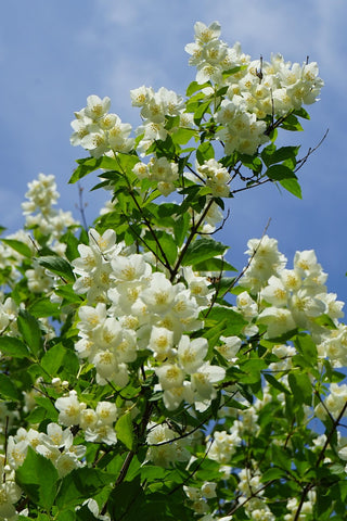 Philadelphus coronarius <br>SWEET MOCKORANGE MOCK ORANGE