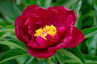 Paeonia <br>HARDY PEONY MIX