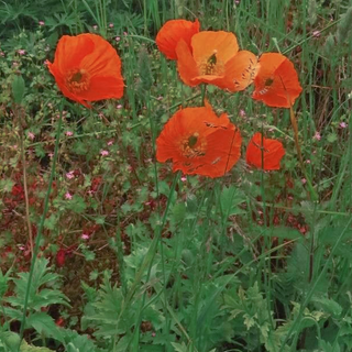 WELSH RED POPPY <br>Meconopsis cambrica
