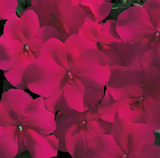 Impatiens walleriana <br>IMPATIENS BURGUNDY