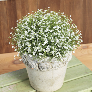 Gypsophila muralis <br>GYPSY WHITE COMPACT BABY'S BREATH