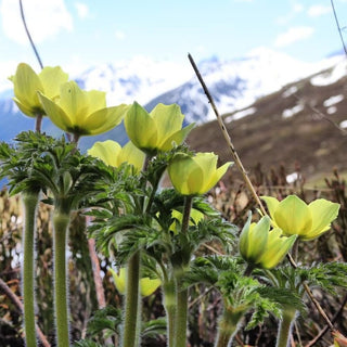 SULPHUR PASQUE FLOWER, ALPINE ANEMONE <br>Pulsatilla alpina sulphurea