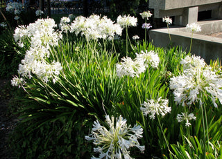 WHITE LILY Of THE NILE, AFRICAN LILY <br>Agapanthus africanus