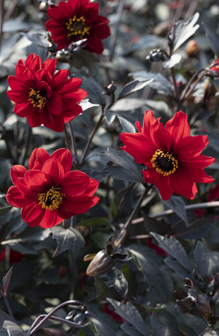 Dahlia <br>DAHLIA BLACK FOREST RUBY