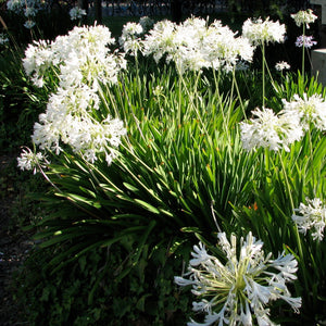 WHITE LILY Of THE NILE, AFRICAN LILY Agapanthus