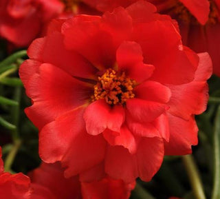 Portulaca grandiflora <br>MOSS ROSE DEEP RED
