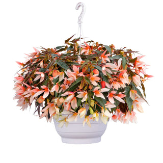 Begonia boliviensis <br>BEGONIA GROOVY SALMON