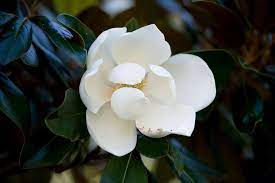 SOUTHERN MAGNOLIA, BULL BAY <br>Magnolia grandiflora
