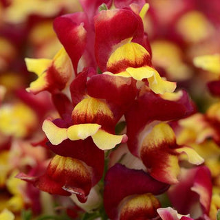 Antirrhinum <br>SNAPDRAGON RED BICOLOR