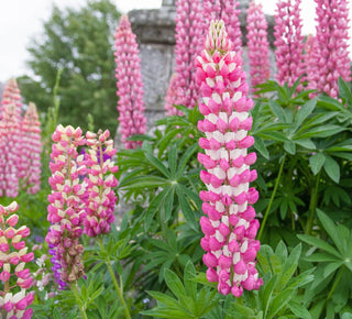 Lupinus <br>LUPIN GALLERY PINK-WHITE