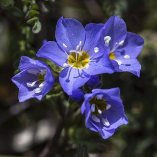 Polemonium pulcherrimum SHOWY PRETTY JACOBS LADDER