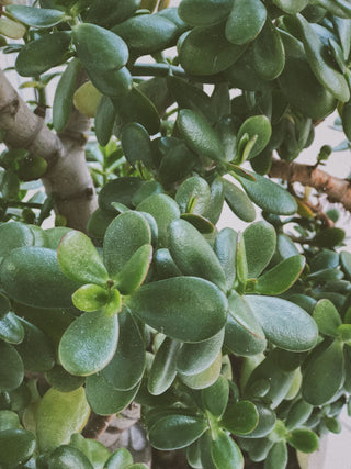 Crassula ovata <br>JADE PLANT <br>2 Leaf Cuttings