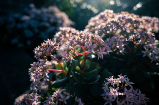 Crassula ovata <br>JADE PLANT <br>2 Leaf Cuttings