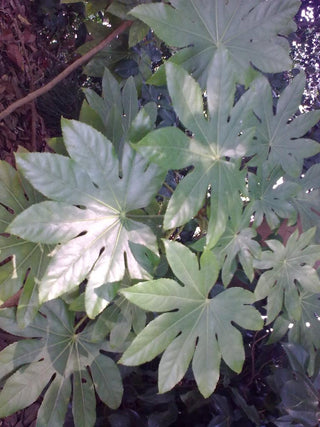 Aralia sieboldii, Fatsia japonica <br>JAPANESE ARALIA
