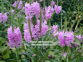 Physostegia virginiana alba <br>WHITE OBEDIENT PLANT