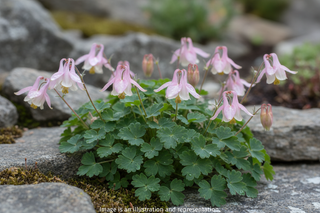 Aquilegia flabellata <br>JAPANESE FAN COLUMBINE ROSEA LIGHT PINK