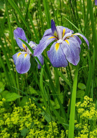 Iris ensata <br>JAPANESE IRIS, WATER IRIS